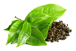 Droog extract van groene theebladeren