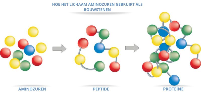 Hoe het lichaam aminozuren gebruikt als bouwstenen